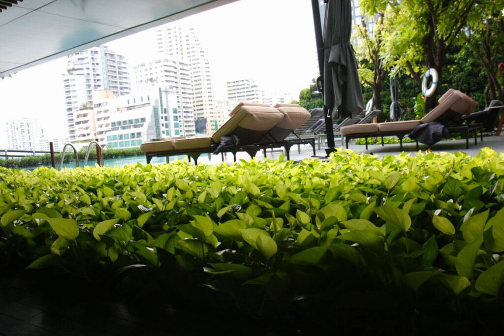 vegetation at outdoor pool, Hyatt Regency Bangkok Sukhumvit