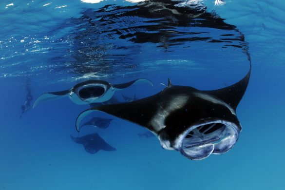 Reef Manta Ray, Maldives