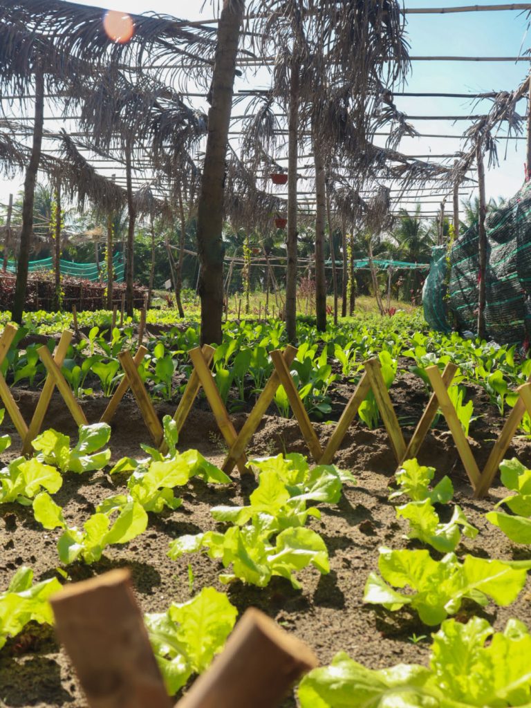 Organic farming at The Anam Cam Ranh resort