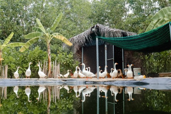 Organic farm at the anam Cam Ranh resort