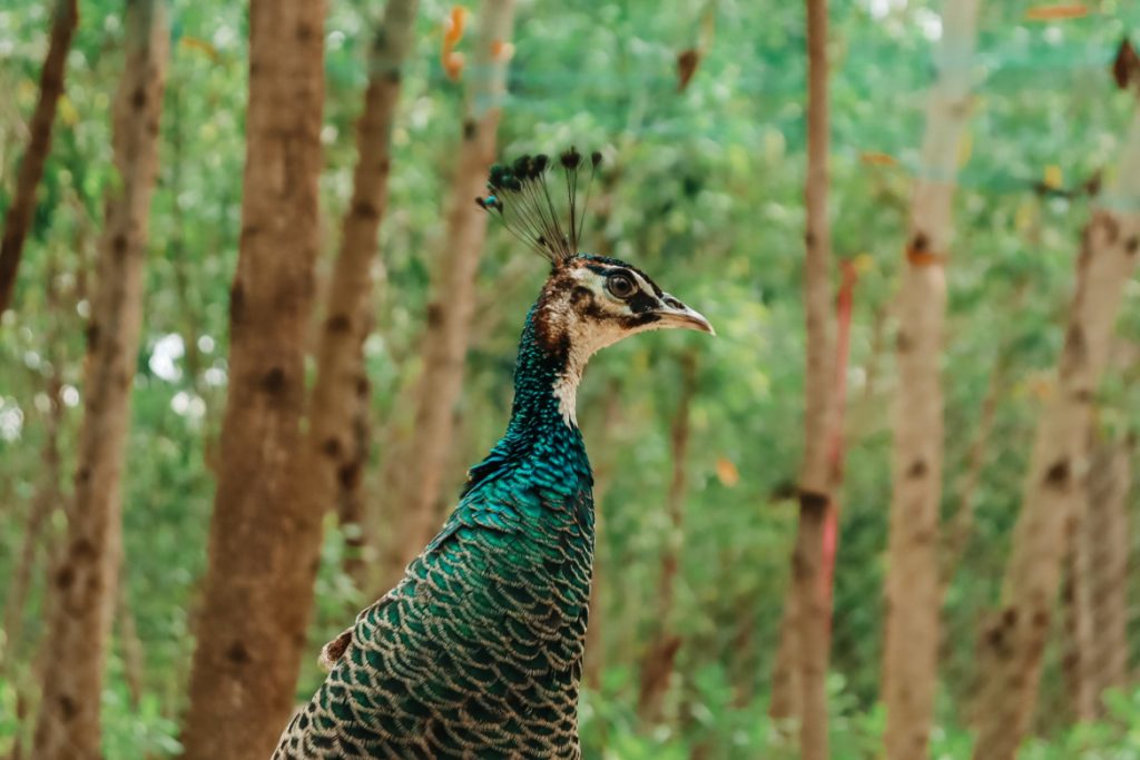 Peacock at The Anam Cam Ranh resort