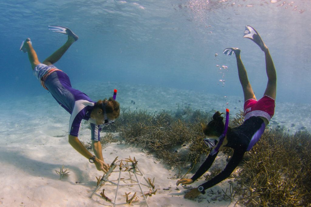 Coral adoption with divers in Maldives