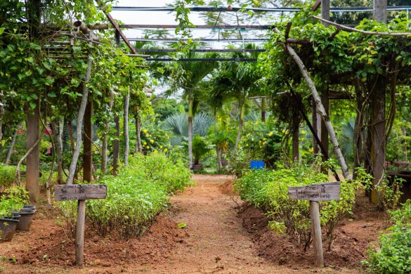 Pru Jampa farm