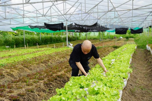 Organic gourmet farm Rong Khum in San Pa Tong.