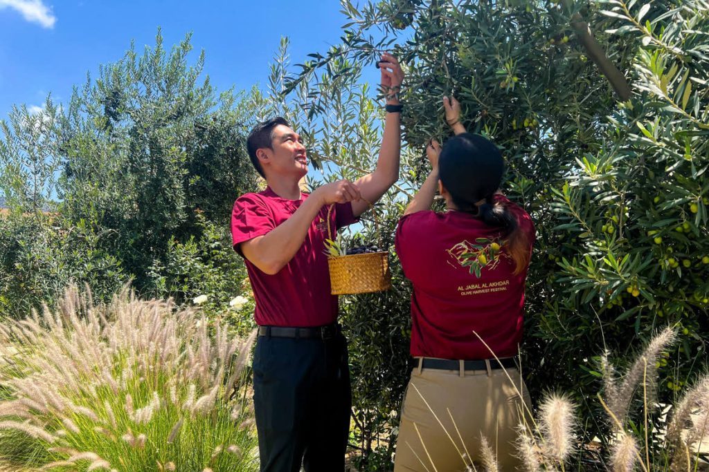 Anantara olive harvest festival, Oman