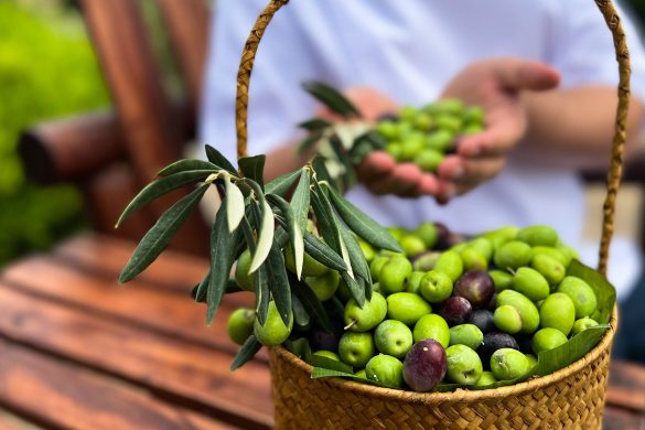 Anantara Al Jabal Al Akhdar Resort olive harvest
