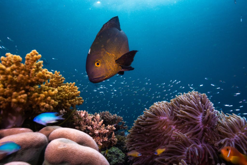 Midnight snapper house reef, Anantara Kihavah Maldives Villas