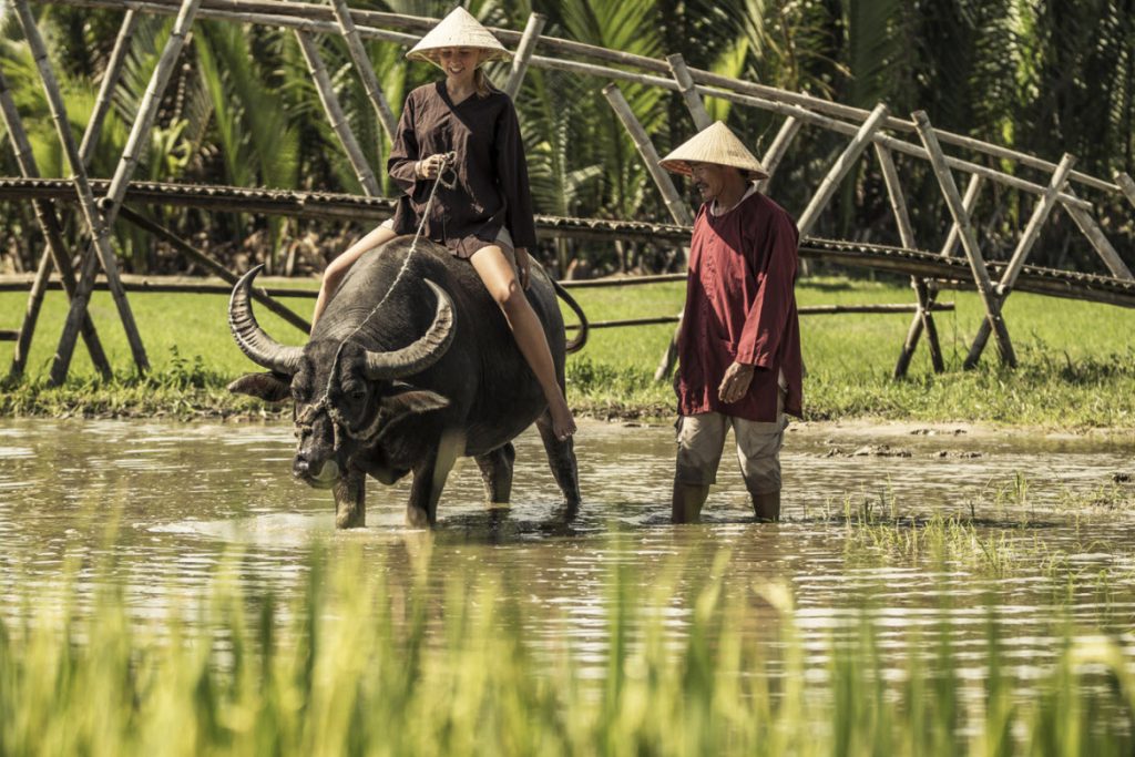Ox riding,
Hoi An summer activities by Four Seasons