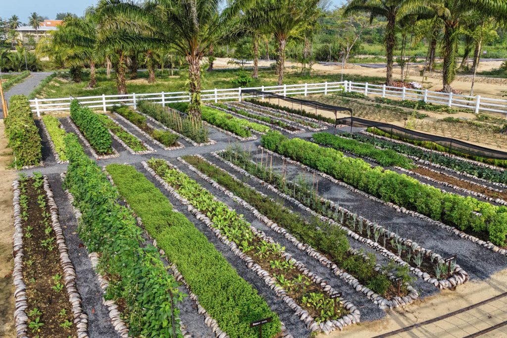 Garden, Marriott Khao Lak dining