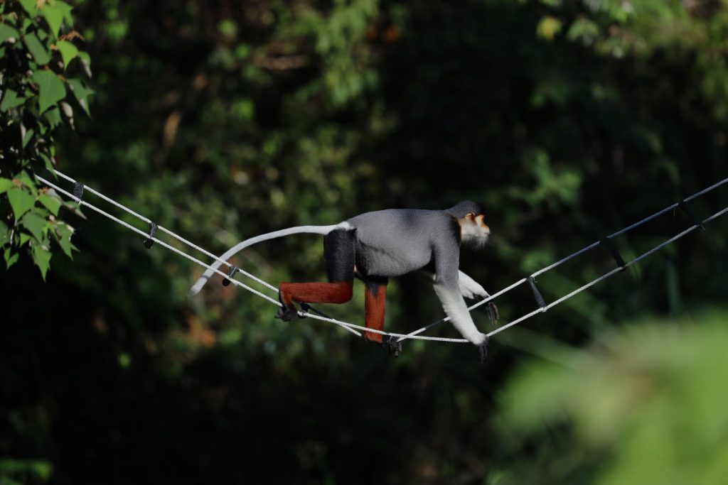 Monkey bridge at M Club, InterContinental Danang Sun Peninsula Resort