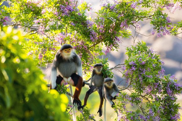 ‘Primate Appreciation Month’ at InterContinental Danang Sun Peninsula Resort