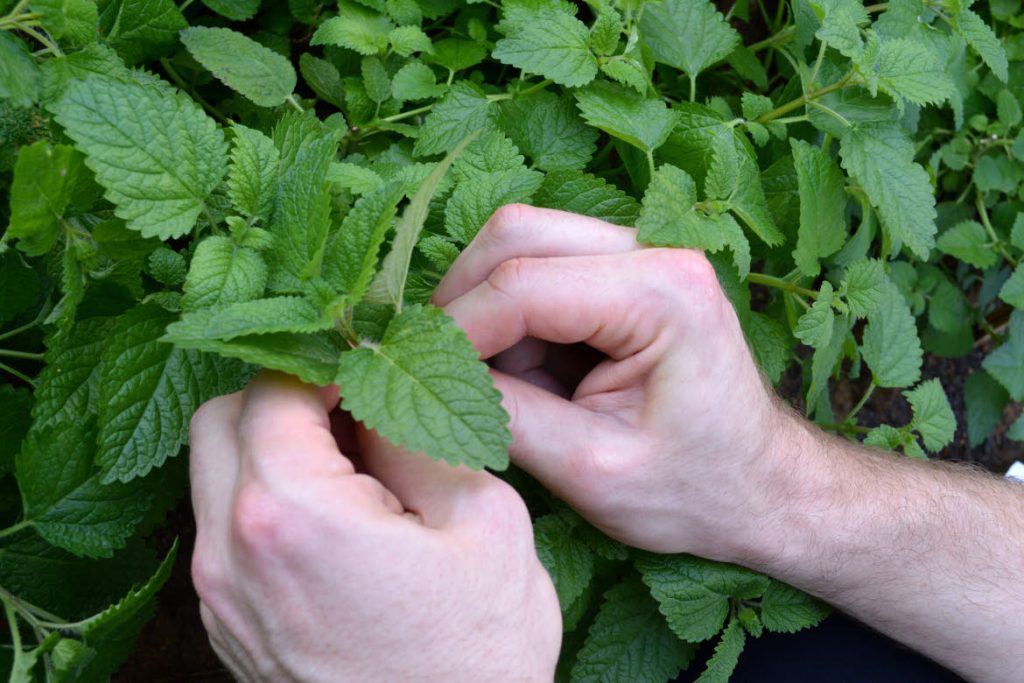 Grand Hyatt Singapore rooftop garden herbs
