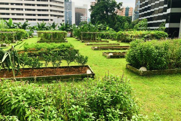 rooftop garden, Grand Hyatt Singapore