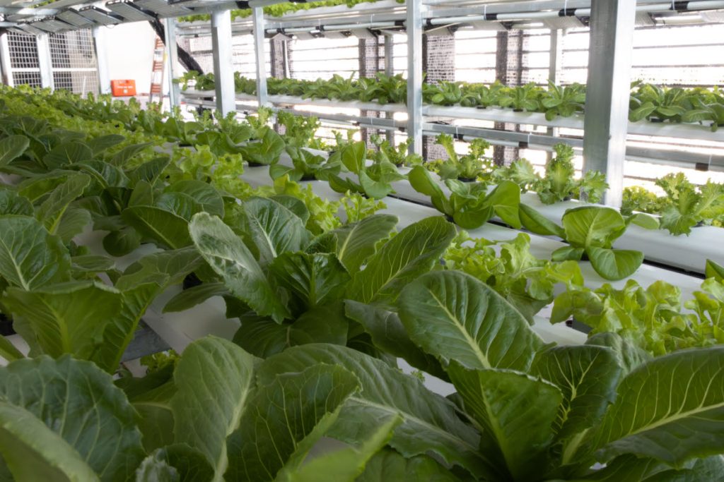 Hydroponic farm landscape