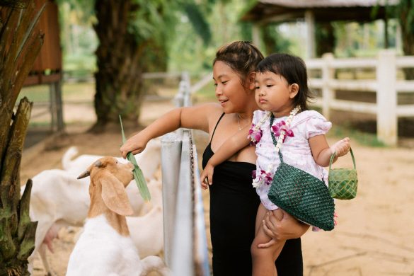 JW Marriott Khao Lak Resort & Spa goat feeding