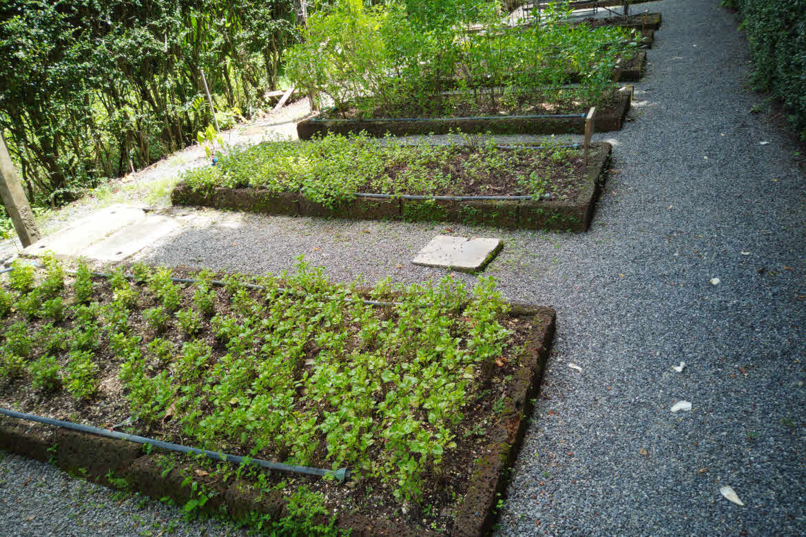 The-Slate-garden-farm Pure Organic garden