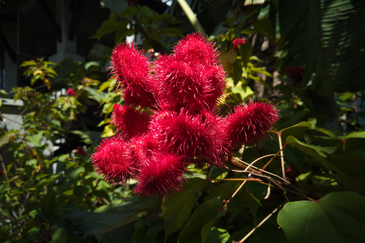 The-Slate-plants2 Garden flowers, The Slate Phuket