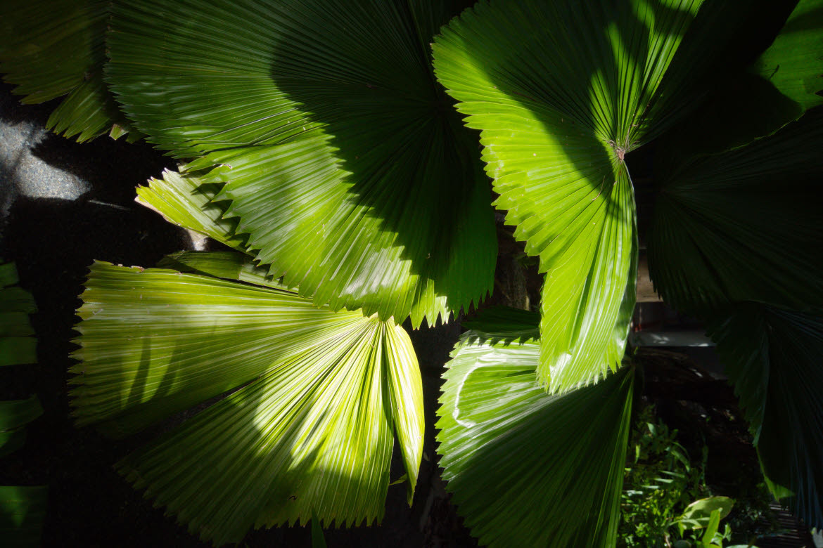 The-Slate-plants3 Green vegetation