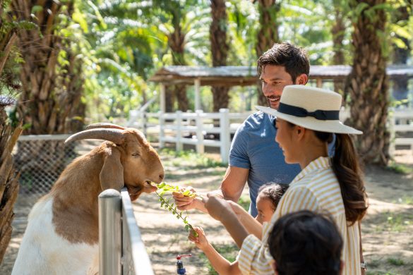JW Khao Lak farm, goat feeding
