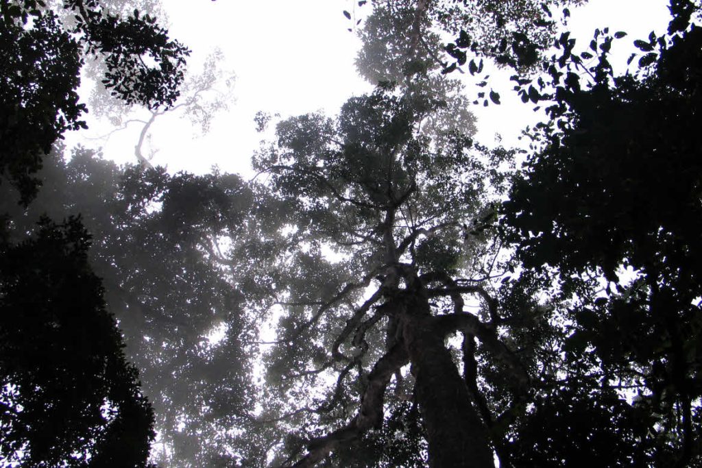 Kota Kinabalu national park