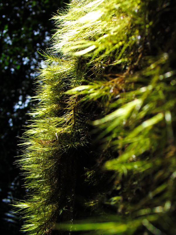 Kota Kinabalu national park