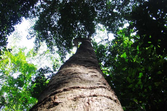 rainforest tree