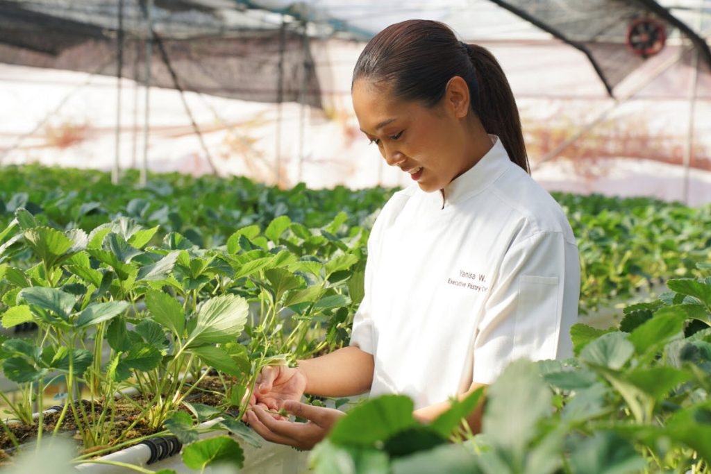 strawberry farm, Four Seasons Resort Chiang Mai