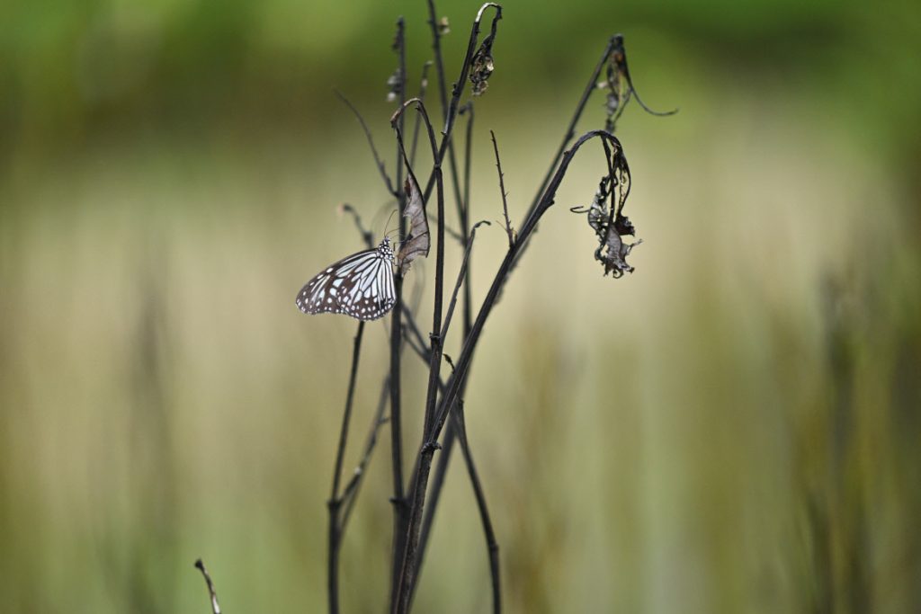 Butterfly garden pollination: JW Garden, Khao Lak