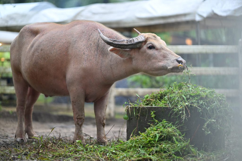 JW Garden: farm life